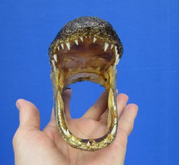 5-1/2 by 2-7/8 inches Small Taxidermy Alligator Head Souvenir - Buy this one for $12.99