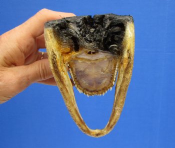 5-1/2 by 2-7/8 inches Small Taxidermy Alligator Head Souvenir - Buy this one for $12.99