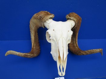 Extra Large African Merino Ram Skull, Sheep Skull with 28 and 29 inches Horns - Buy this one for $149.99