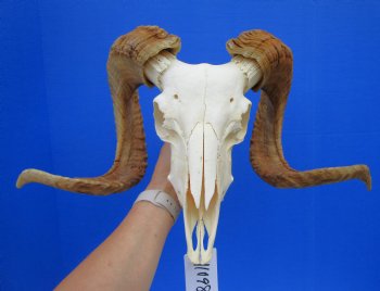 Extra Large African Merino Ram Skull, Sheep Skull with 28 and 29 inches Horns - Buy this one for $149.99