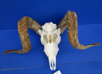 Extra Large African Merino Ram Skull, Sheep Skull with 28 and 29 inches Horns - Buy this one for $149.99