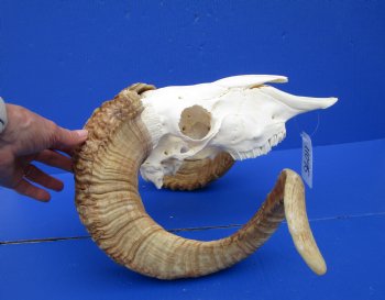 Extra Large African Merino Ram Skull, Sheep Skull with 28 and 29 inches Horns - Buy this one for $149.99