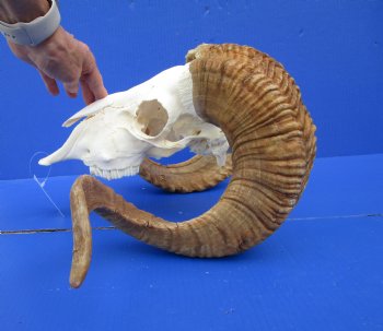 Extra Large African Merino Ram Skull, Sheep Skull with 28 and 29 inches Horns - Buy this one for $149.99