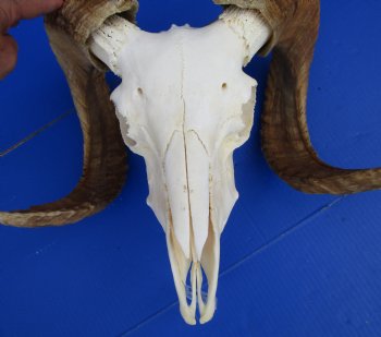 Extra Large African Merino Ram Skull, Sheep Skull with 28 and 29 inches Horns - Buy this one for $149.99