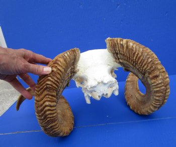 Extra Large African Merino Ram Skull, Sheep Skull with 28 and 29 inches Horns - Buy this one for $149.99