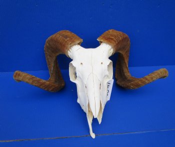 African Merino Ram Skull, Sheep Skull with 25 inches Horns (broken nose bone) - <font color=red> Discount Priced</font> for $134.99