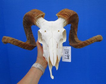 African Merino Ram Skull, Sheep Skull with 25 inches Horns (broken nose bone) - <font color=red> Discount Priced</font> for $134.99