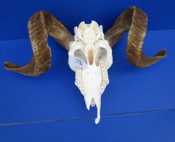 African Merino Ram Skull, Sheep Skull with 25 inches Horns (broken nose bone) - <font color=red> Discount Priced</font> for $134.99