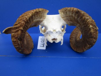 African Merino Ram Skull, Sheep Skull with 25 inches Horns (broken nose bone) - <font color=red> Discount Priced</font> for $134.99