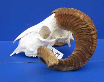 African Merino Ram Skull, Sheep Skull with 25 inches Horns (broken nose bone) - <font color=red> Discount Priced</font> for $134.99