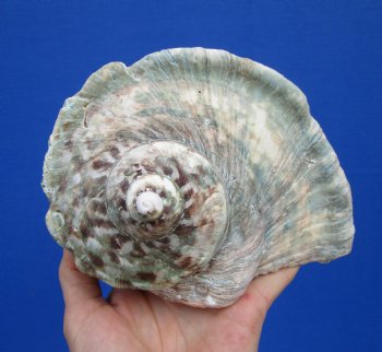 6-1/2 by 6 inches Large Green Turbo Marmoratus Shell for Sale - Buy this one for $43.99