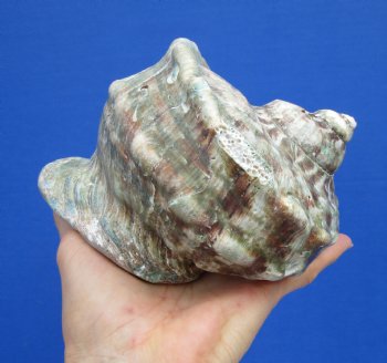 6-1/4 by 6 inches Large Natural Green Turbo Marmoratus Shell for Sale - Buy this one for $43.99