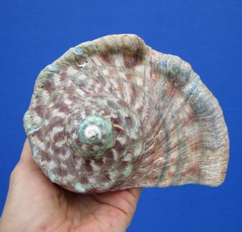 6 by 6 inches Large Natural Green Turbo Marmoratus Shell for Sale - Buy this one for $43.99