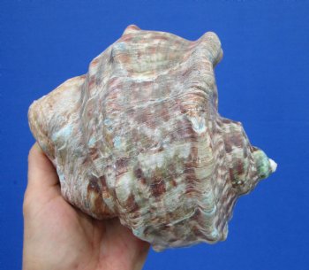 6 by 6 inches Large Natural Green Turbo Marmoratus Shell for Sale - Buy this one for $43.99