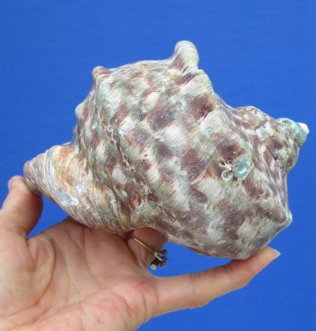 6 by 6 inches Large Natural Green Turbo Marmoratus Shell for Sale - Buy this one for $43.99