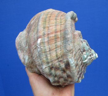 6-1/4 by 6 inches Large Natural Green Turbo Marmoratus Shell for Sale - Buy this one for $43.99