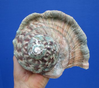 6-1/4 by 6 inches Large Natural Green Turbo Marmoratus Shell for Sale - Buy this one for $43.99