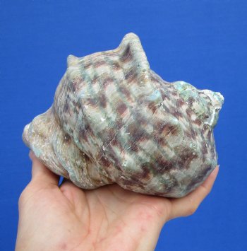 6-1/4 by 6 inches Large Natural Green Turbo Marmoratus Shell for Sale - Buy this one for $43.99