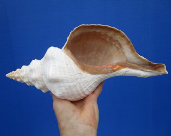 13-1/4 by 5-1/2 inches Extra Large Horse Conch Shell for Sale - Buy this one for $49.99