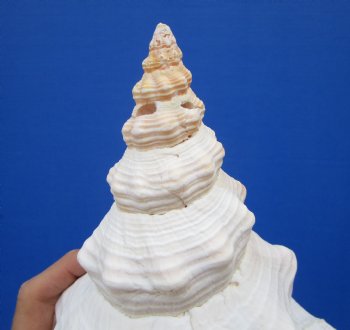 13-1/4 by 5-1/2 inches Extra Large Horse Conch Shell for Sale - Buy this one for $49.99