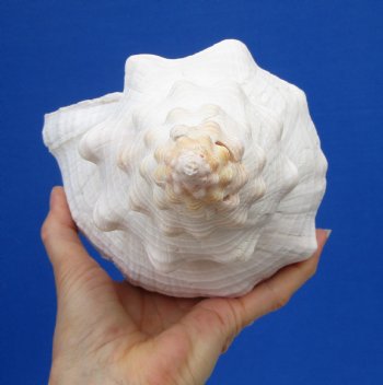 13-1/4 by 5-1/2 inches Extra Large Horse Conch Shell for Sale - Buy this one for $49.99