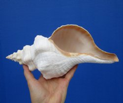 11-1/2 by 5-1/2 inches Horse Conch Shell, Official State Seashell of Florida - Buy this one for $29.99