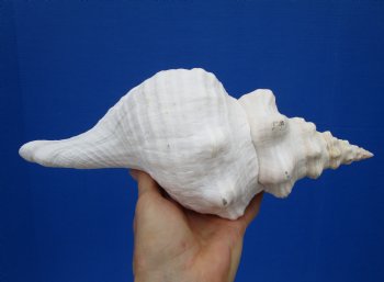 11-1/2 by 5-1/2 inches Horse Conch Shell, Official State Seashell of Florida - Buy this one for $29.99