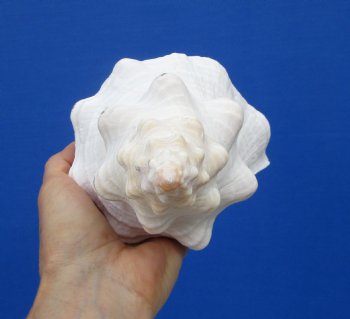 11-1/2 by 5-1/2 inches Horse Conch Shell, Official State Seashell of Florida - Buy this one for $29.99