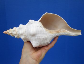 11-1/4 by 4-7/8 inches Horse Conch Shell, Official State Seashell of Florida - Buy this one for $29.99