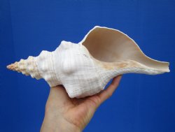 11-1/4 by 4-7/8 inches Horse Conch Shell, Official State Seashell of Florida - Buy this one for $29.99