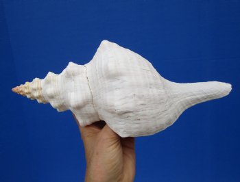 11-1/4 by 4-7/8 inches Horse Conch Shell, Official State Seashell of Florida - Buy this one for $29.99