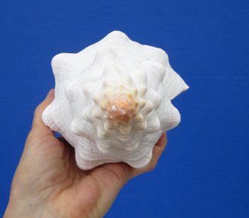 11-1/4 by 4-7/8 inches Horse Conch Shell, Official State Seashell of Florida - Buy this one for $29.99