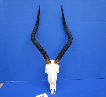  Large African Impala Skull with 21-1/2 inches horns - Buy this one for $94.99