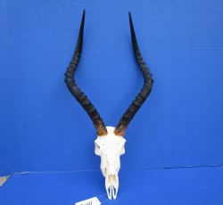  Large African Impala Skull with 21-1/2 inches horns - Buy this one for $94.99