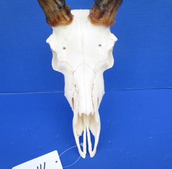  Large African Impala Skull with 21-1/2 inches horns - Buy this one for $94.99