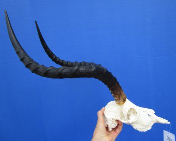  Large African Impala Skull with 21-1/2 inches horns - Buy this one for $94.99