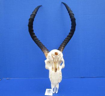  Large African Impala Skull with 21-1/2 inches horns - Buy this one for $94.99