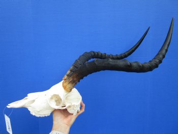  Large African Impala Skull with 21-1/2 inches horns - Buy this one for $94.99