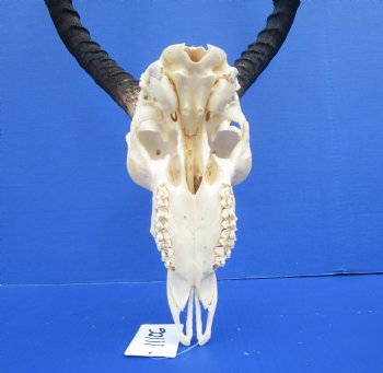  Large African Impala Skull with 21-1/2 inches horns - Buy this one for $94.99