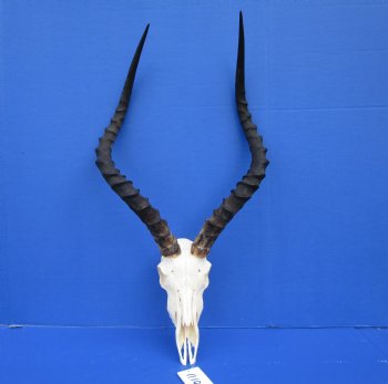 Huge African Impala Skull with 24-1/2 inches horns (repair glue on interior of nose) - Buy this one for $99.99