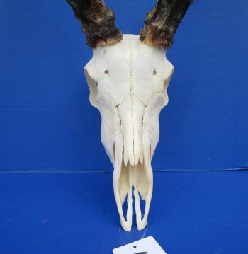 Huge African Impala Skull with 24-1/2 inches horns (repair glue on interior of nose) - Buy this one for $99.99