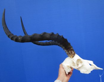 Huge African Impala Skull with 24-1/2 inches horns (repair glue on interior of nose) - Buy this one for $99.99