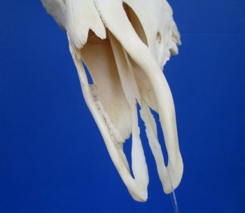 Huge African Impala Skull with 24-1/2 inches horns (repair glue on interior of nose) - Buy this one for $99.99