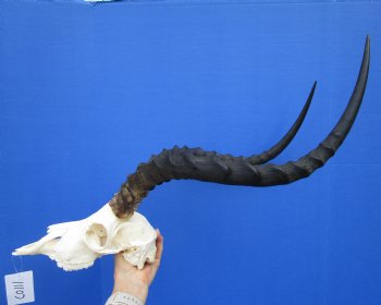 Huge African Impala Skull with 24-1/2 inches horns (repair glue on interior of nose) - Buy this one for $99.99