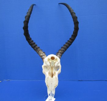 Huge African Impala Skull with 24-1/2 inches horns (repair glue on interior of nose) - Buy this one for $99.99