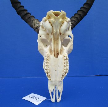 Huge African Impala Skull with 24-1/2 inches horns (repair glue on interior of nose) - Buy this one for $99.99