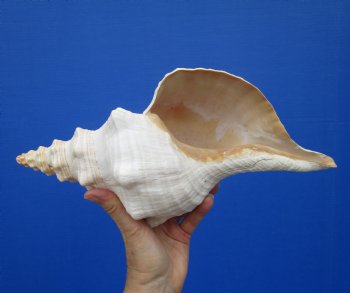 13 inches Extra Large Horse Conch Shell for Sale - Buy this one for $49.99