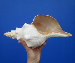 13 inches Extra Large Horse Conch Shell for Sale - Buy this one for $49.99