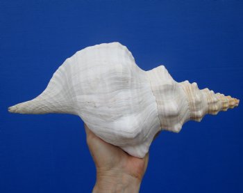 13 inches Extra Large Horse Conch Shell for Sale - Buy this one for $49.99