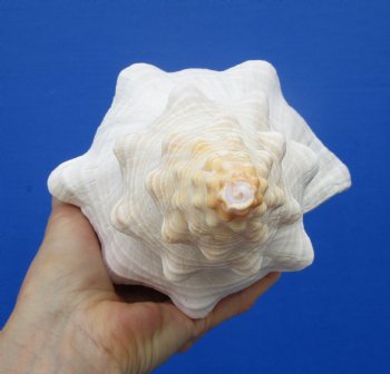 13 inches Extra Large Horse Conch Shell for Sale - Buy this one for $49.99